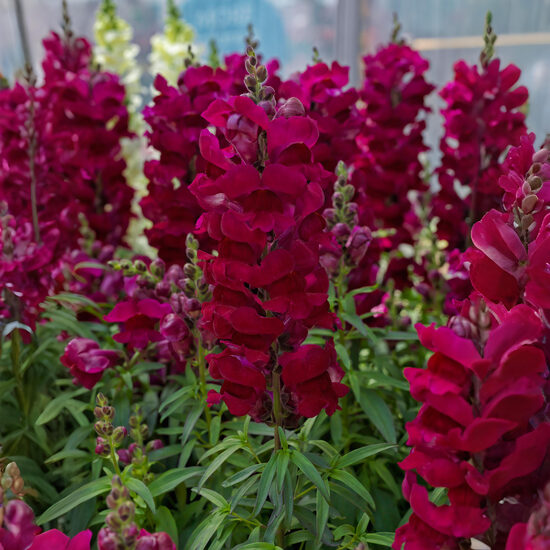 Lauvmutīte 'Sonnet Crimson'